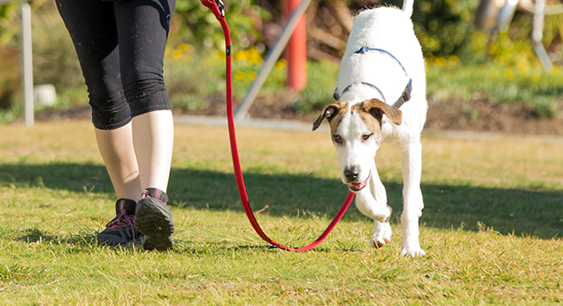 RSPCA dog walking on grass